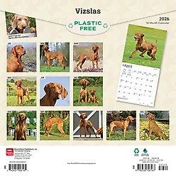 Vizslas 2026 Square Flap Wall Calendar slide 2 of 4