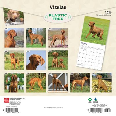 Show full view: Vizslas 2026 Square Flap Wall Calendar slide 2 of 4