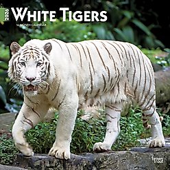 White Tigers 2026 Square Flap Wall Calendar