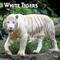 Show in main carousel: White Tigers 2026 Square Flap Wall Calendar slide 1 of 4