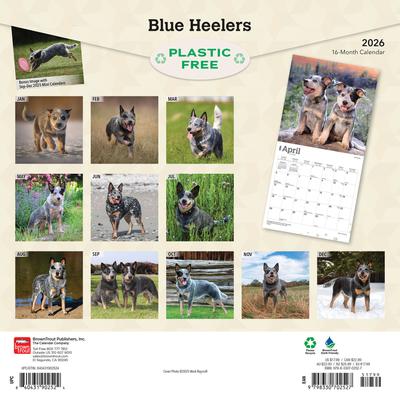 Show full view: Blue Heelers 2026 Square Flap Wall Calendar slide 2 of 4
