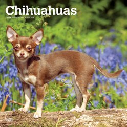 Chihuahuas 2026 Square Flap Wall Calendar