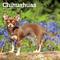Show in main carousel: Chihuahuas 2026 Square Flap Wall Calendar slide 1 of 4