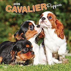 Cavalier King Charles Spaniel Puppies 2026 Square Flap Wall Calendar