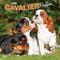 Show in main carousel: Cavalier King Charles Spaniel Puppies 2026 Square Flap Wall Calendar slide 1 of 4