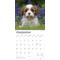 Show in main carousel: Cavalier King Charles Spaniel Puppies 2026 Square Flap Wall Calendar slide 4 of 4