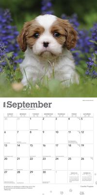 Show full view: Cavalier King Charles Spaniel Puppies 2026 Square Flap Wall Calendar slide 4 of 4