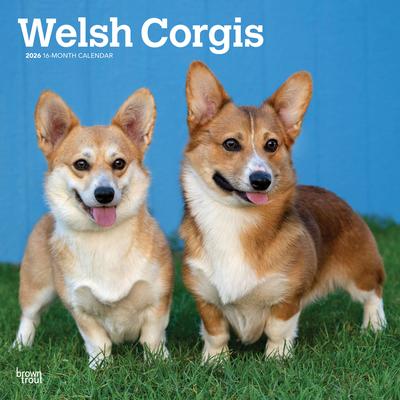 Show full view: Welsh Corgis 2026 Square Flap Wall Calendar slide 1 of 4