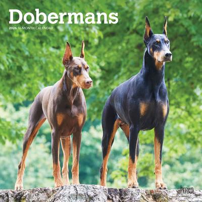 Show full view: Dobermans 2026 Square Flap Wall Calendar slide 1 of 4