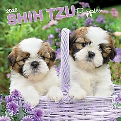 Shih Tzu Puppies 2026 Square Flap Wall Calendar