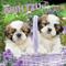 Show in main carousel: Shih Tzu Puppies 2026 Square Flap Wall Calendar slide 1 of 4