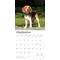 Show in main carousel: Beagles 2026 Square Flap Wall Calendar slide 4 of 4