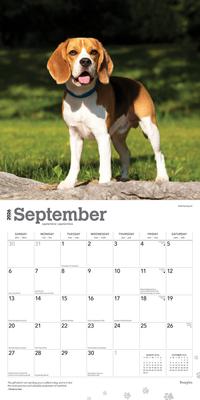 Show full view: Beagles 2026 Square Flap Wall Calendar slide 4 of 4