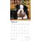 Show in main carousel: Boston Terrier Puppies 2026 Square Flap Wall Calendar slide 3 of 4