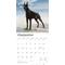 Show in main carousel: Dobermans 2026 Square Flap Wall Calendar slide 4 of 4