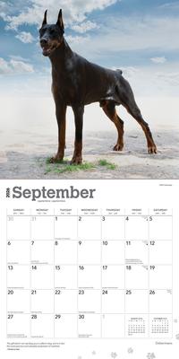 Show full view: Dobermans 2026 Square Flap Wall Calendar slide 4 of 4