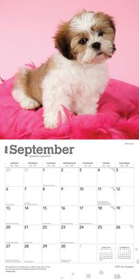 Show full view: Shih Tzu Puppies 2026 Square Flap Wall Calendar slide 4 of 4