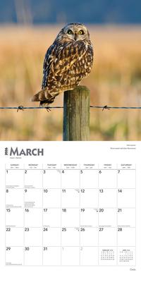 Show full view: Owls 2026 Square Flap Wall Calendar slide 3 of 4