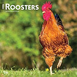 Roosters 2026 Square Flap Wall Calendar