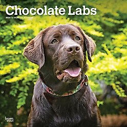 Labrador Retrievers, Chocolate 2026 Square Flap Wall Calendar