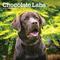 Show in main carousel: Labrador Retrievers, Chocolate 2026 Square Flap Wall Calendar slide 1 of 4