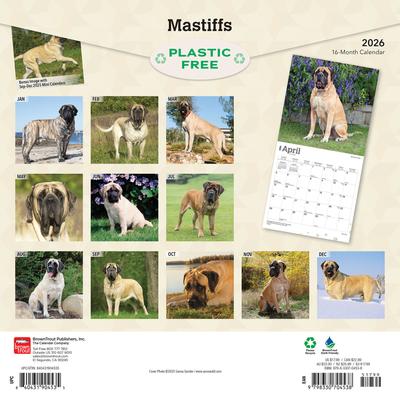 Show full view: Mastiffs 2026 Square Flap Wall Calendar slide 2 of 4
