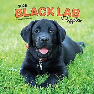 Labrador Retriever Puppies, Black 2026 Square Flap Wall Calendar