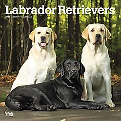 Labrador Retrievers 2026 Square Flap Wall Calendar