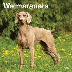 Weimaraners 2026 Square Flap Wall Calendar