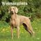 Show in main carousel: Weimaraners 2026 Square Flap Wall Calendar slide 1 of 4