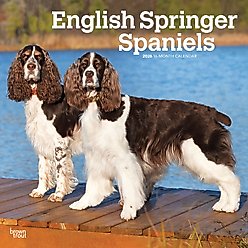 English Springer Spaniels 2026 Square Flap Wall Calendar