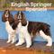 Show in main carousel: English Springer Spaniels 2026 Square Flap Wall Calendar slide 1 of 4