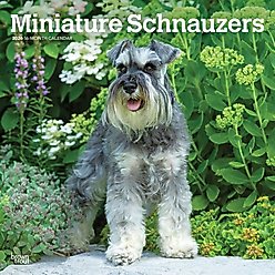 Schnauzers, Miniature 2026 Square Flap Wall Calendar