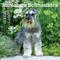 Show in main carousel: Schnauzers, Miniature 2026 Square Flap Wall Calendar slide 1 of 4
