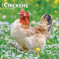 Chickens 2026 Square Flap Wall Calendar