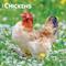 Show in main carousel: Chickens 2026 Square Flap Wall Calendar slide 1 of 4