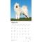 Show in main carousel: Samoyeds 2026 Square Flap Wall Calendar slide 3 of 4