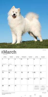 Show full view: Samoyeds 2026 Square Flap Wall Calendar slide 3 of 4