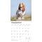 Show in main carousel: Basset Hounds 2026 Square Flap Wall Calendar slide 4 of 4