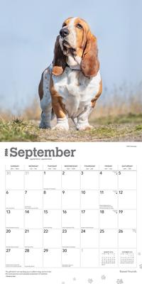 Show full view: Basset Hounds 2026 Square Flap Wall Calendar slide 4 of 4