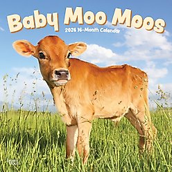 Baby Moo Moos 2026 Square Flap Wall Calendar