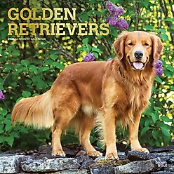 Golden Retrievers 2026 Square Flap Foil Wall Calendar
