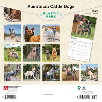 Show full view: Australian Cattle Dogs 2026 Square Flap Wall Calendar slide 2 of 4