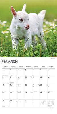 Show full view: Baby Goats 2026 Square Flap Wall Calendar slide 3 of 4