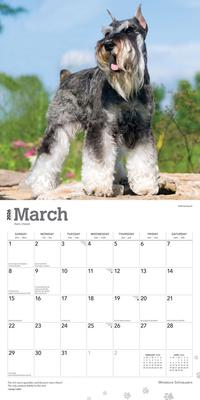 Show full view: Schnauzers, Miniature 2026 Square Flap Wall Calendar slide 3 of 4