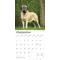 Show in main carousel: Mastiffs 2026 Square Flap Wall Calendar slide 4 of 4