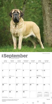 Show full view: Mastiffs 2026 Square Flap Wall Calendar slide 4 of 4