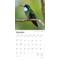 Show in main carousel: Hummingbirds 2026 Square Flap Foil Wall Calendar slide 3 of 4