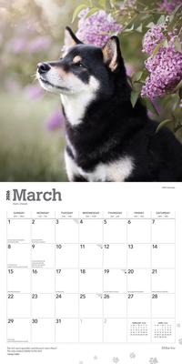 Show full view: Shiba Inu 2026 Square Flap Wall Calendar slide 3 of 4