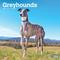 Show in main carousel: Greyhounds 2026 Square Flap Wall Calendar slide 1 of 4
